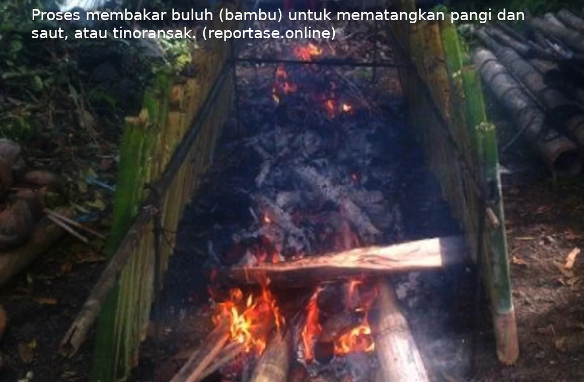 Proses membakar buluh (bambu) untuk mematangkan pangi dan saut, atau tinoransak.