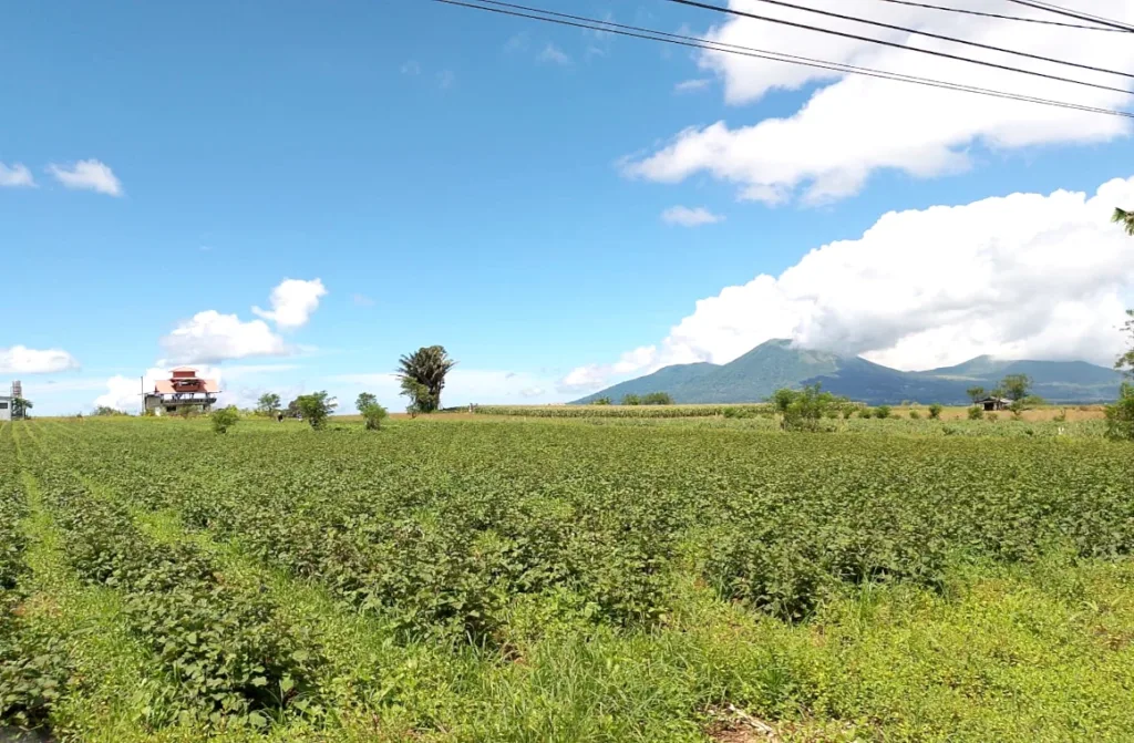 Lahan pertanian di Bukit Wawo dengan view Gunung Lokon dan jajarannya di kejauhan.