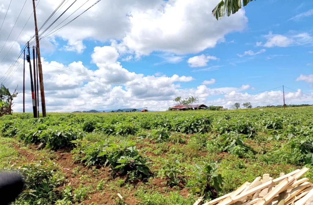 Salah jenis tanaman yang ada di Bukit Wawo, selain jagung dan sayur-sayuran lainnya.